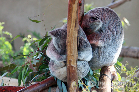 Mammals try to sleep in a position that allows maximum relaxation for their muscles; sometimes – like here – covering their head with paws. Photo: koalas in the San Diego Zoo. 