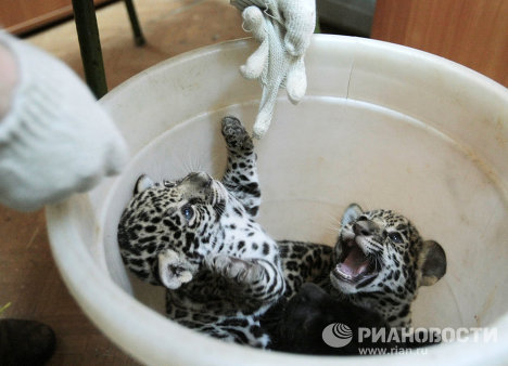 Three jaguar kittens were born at a zoo in St. Petersburg. It has been a month since their birth, but the zookeepers decided to show the newborns only now. 