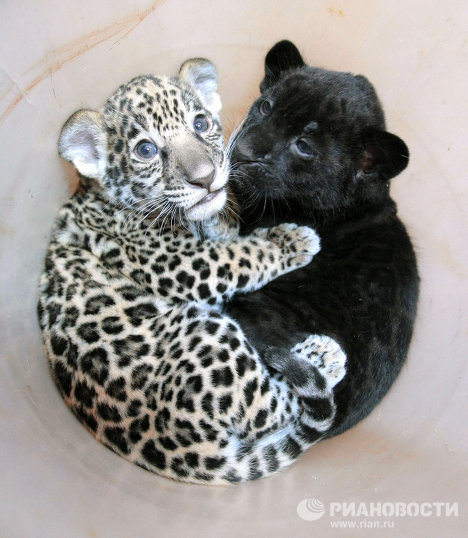 The kittens were born to black jaguar Rok and spotted jaguar Agnessa. 