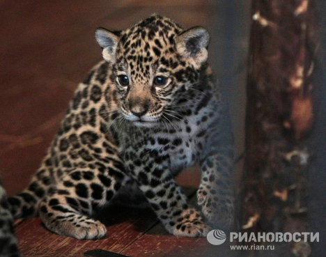 The birth of baby jaguars is a rare event as these predators almost never reproduce in captivity.