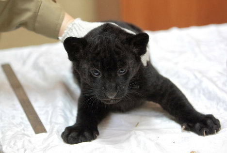The zoo has already announced that one of the kittens will move to the Czech Republic.