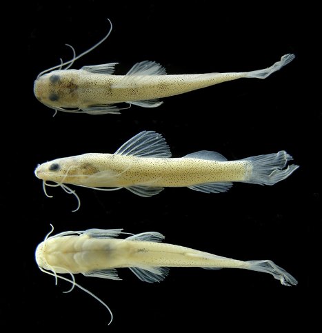 An international team of scientists has discovered 46 new animal species on an expedition to the rainforests of Suriname (South America), the BBC reports. As a result of the collaboration between scientists, local residents and students, 1,300 inhabitants of the animal world have been classified. Photo: a small fish of the catfish family, about six centimeters in length, found in a creek in the Surinamese jungle. 