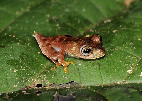 Biologists believe the amphibian, which has been given the working title "cowboy frog", is of a type previously unknown to scientists. 