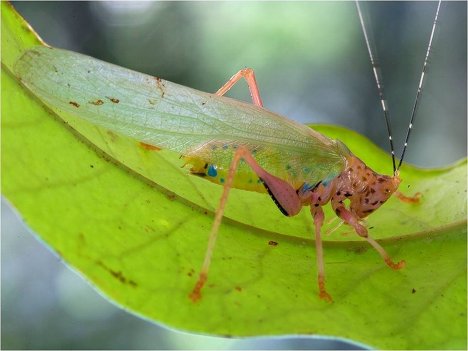 In addition, scientists have found an unusual grasshopper with very bright multi-colored markings.