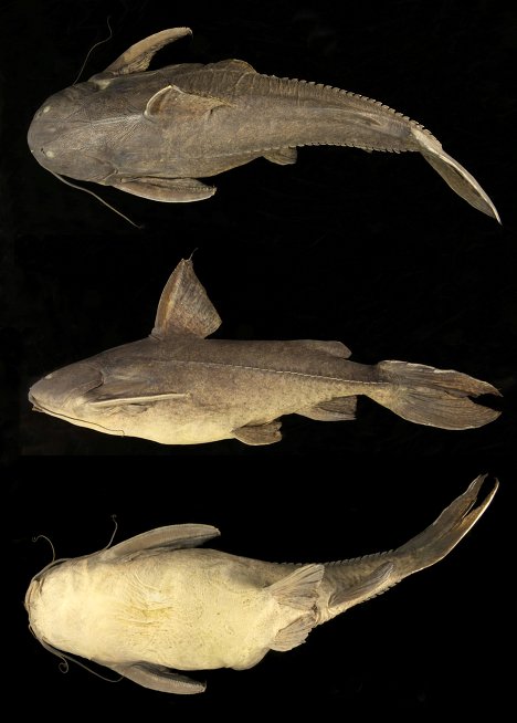 Scientists say a local guide nearly ate the armored fish for lunch. Fortunately, the biologists managed to prevent this "unscientific" act and succeeded in making a detailed description of the fish. Photo: a carnivorous fish from the catfish family (Doradidae), approximately 60 centimeters long. 