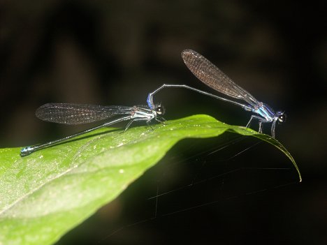 A new species of dragonflies mating. <br />